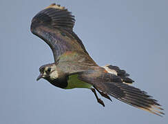 Northern Lapwing