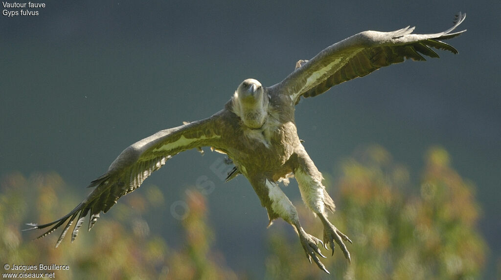 Griffon Vulture