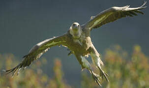 Griffon Vulture