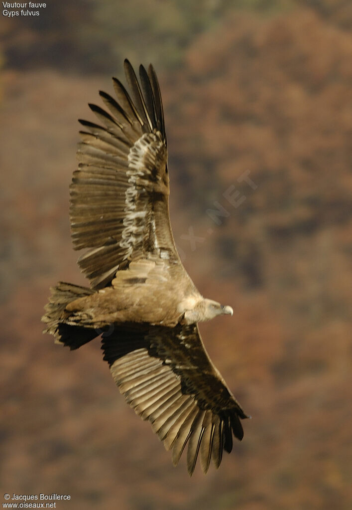 Vautour fauve