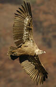 Griffon Vulture