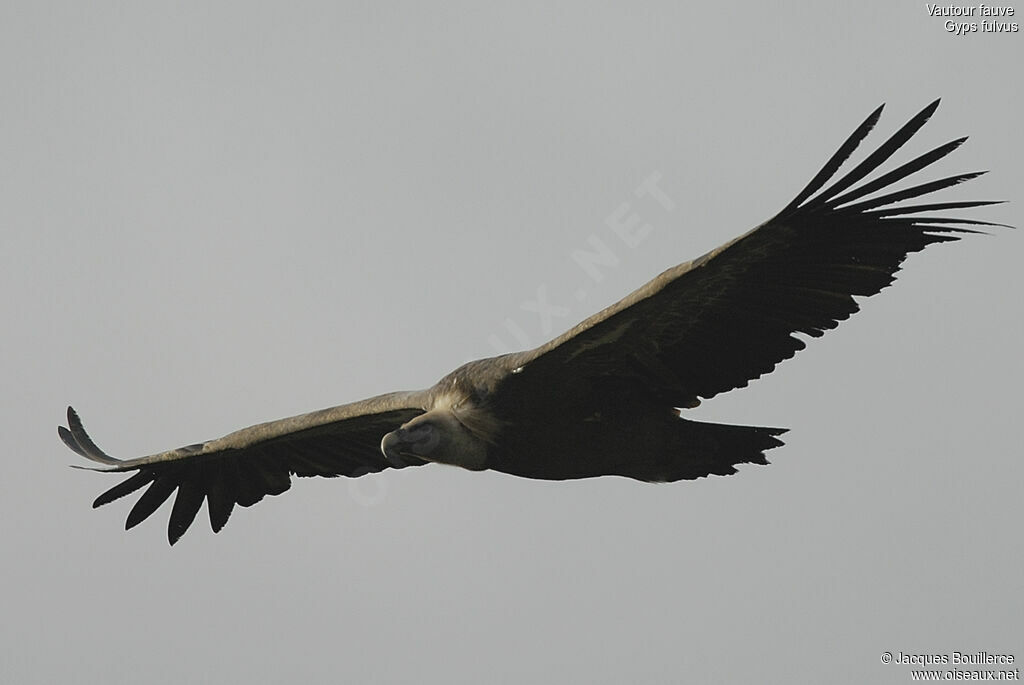 Griffon Vulture