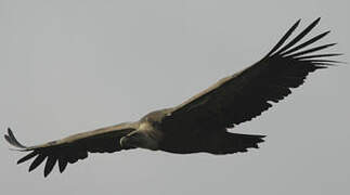 Griffon Vulture