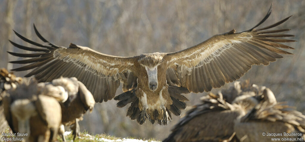 Griffon Vulture