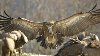 Griffon Vulture