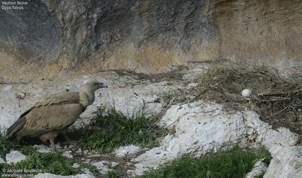 Griffon Vulture