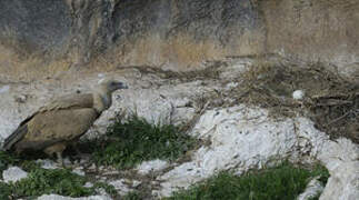 Griffon Vulture