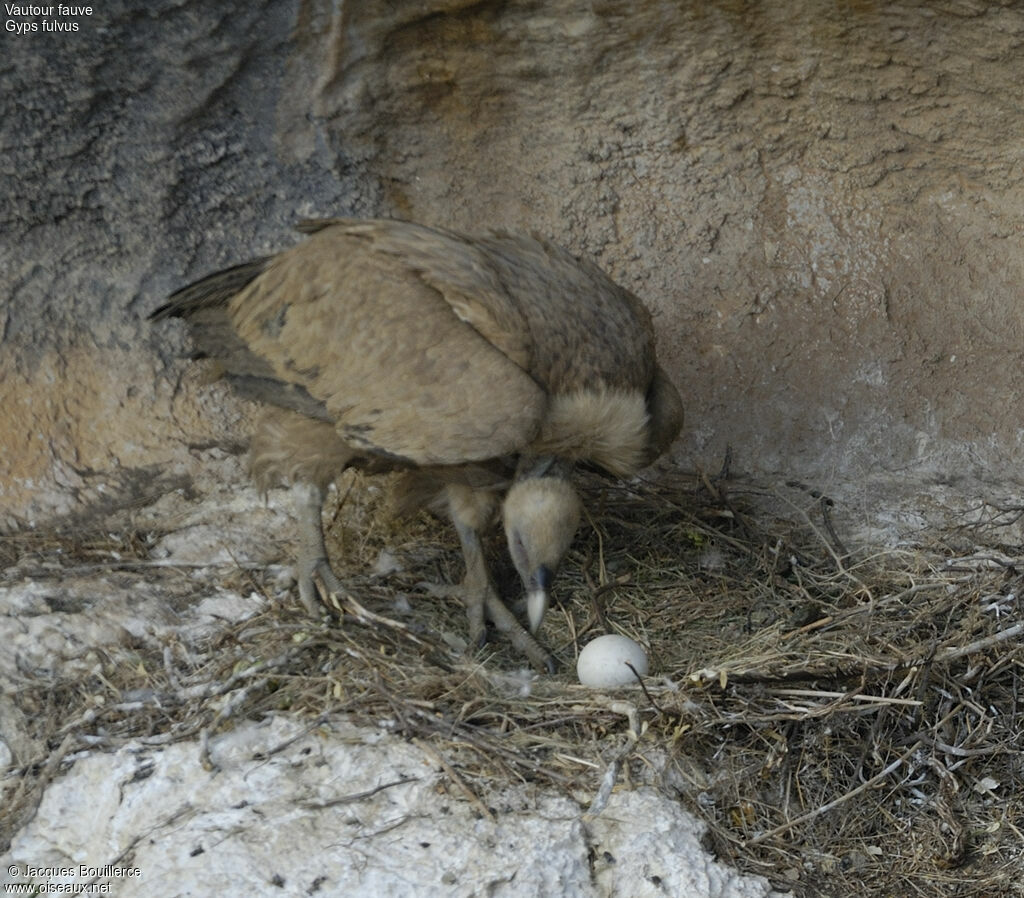 Griffon Vulture