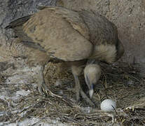 Griffon Vulture