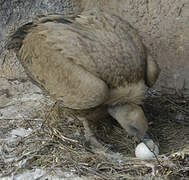 Griffon Vulture