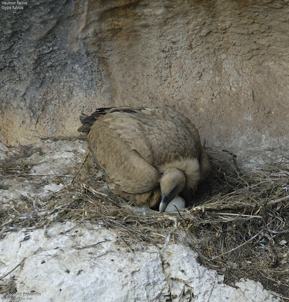 Griffon Vulture