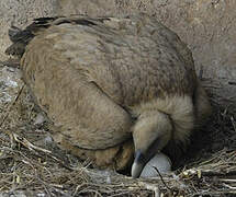 Griffon Vulture