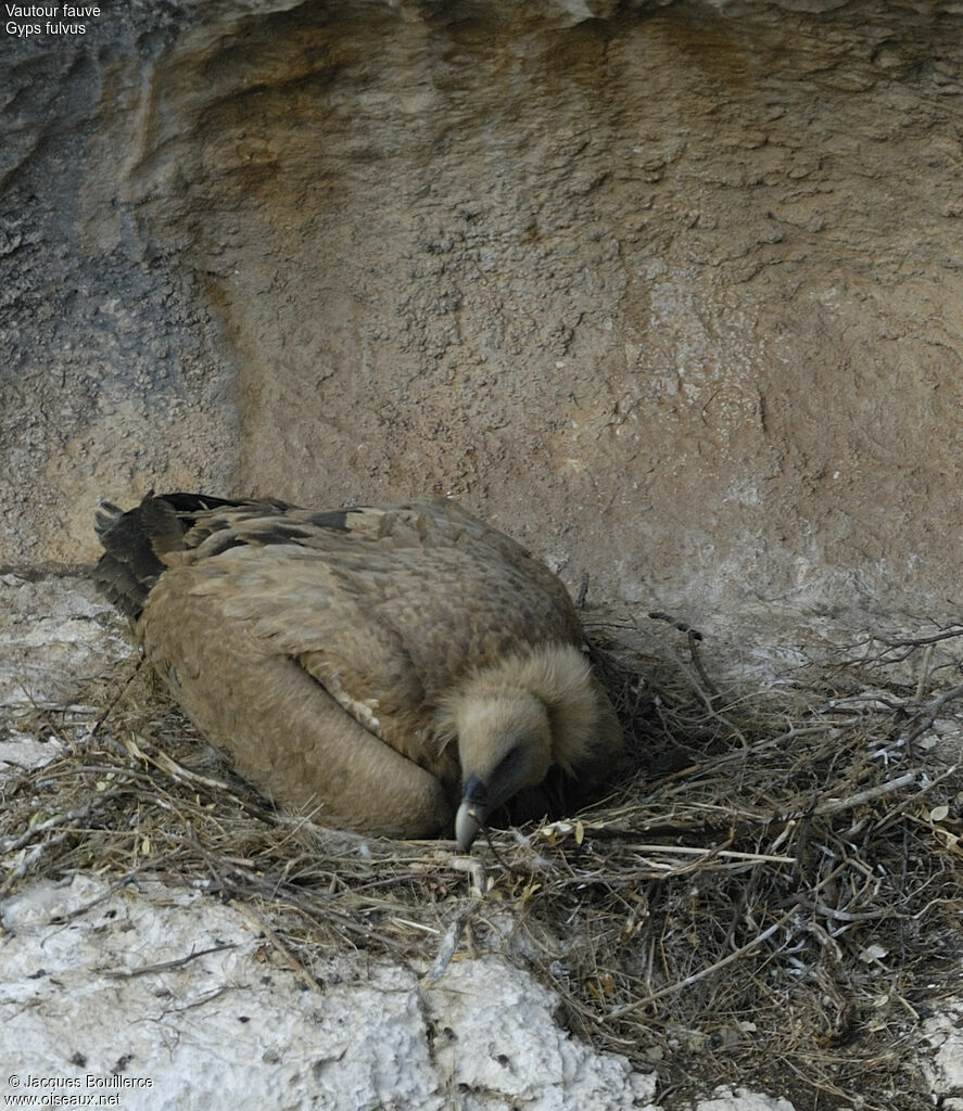 Griffon Vulture