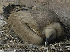 Griffon Vulture