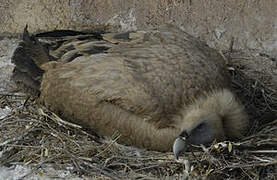 Griffon Vulture