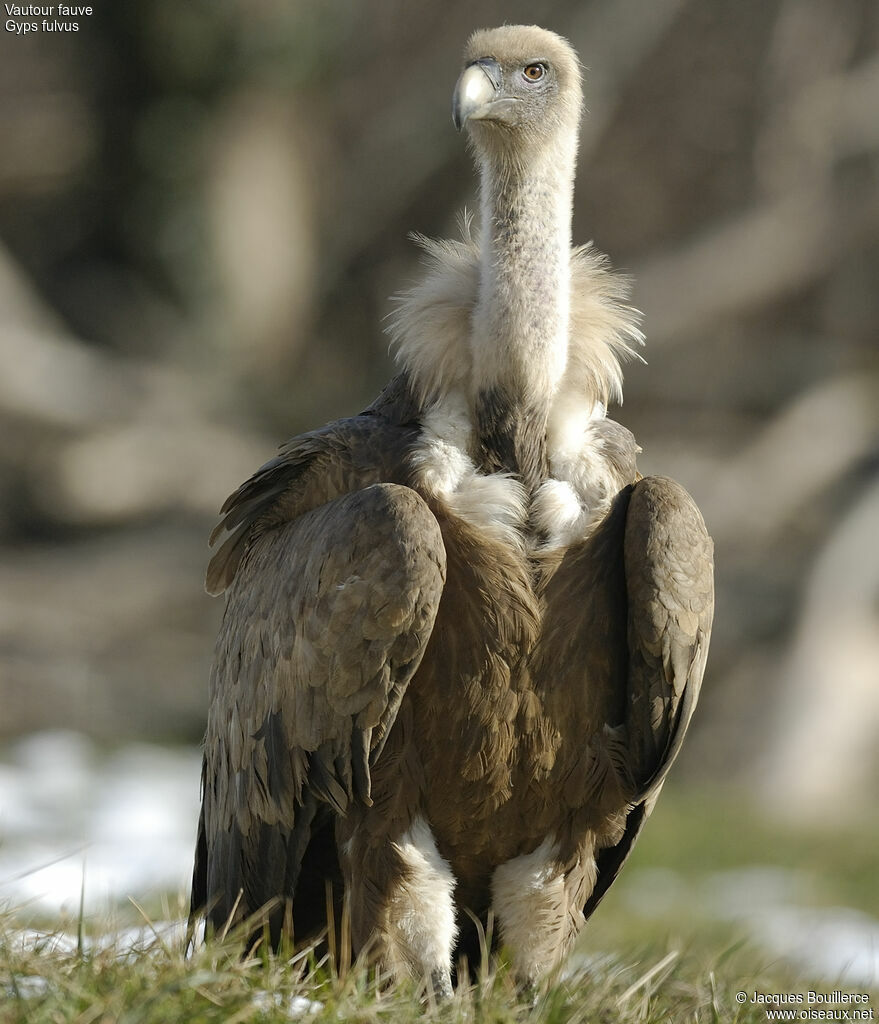 Griffon Vulture