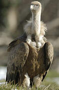 Griffon Vulture