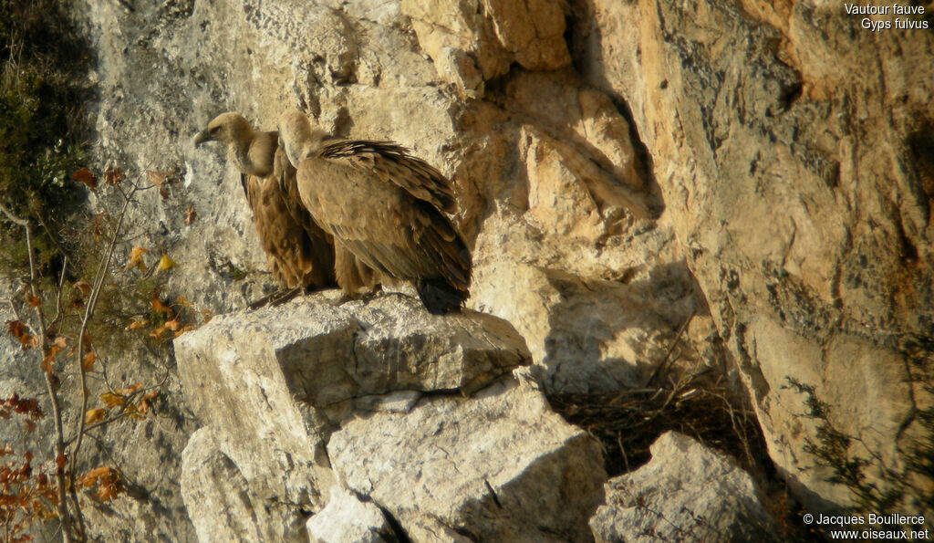 Vautour fauve adulte