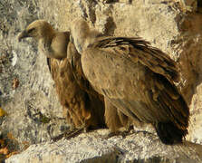 Griffon Vulture