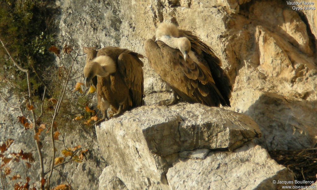 Vautour fauve adulte