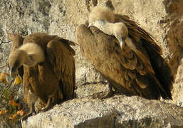 Griffon Vulture