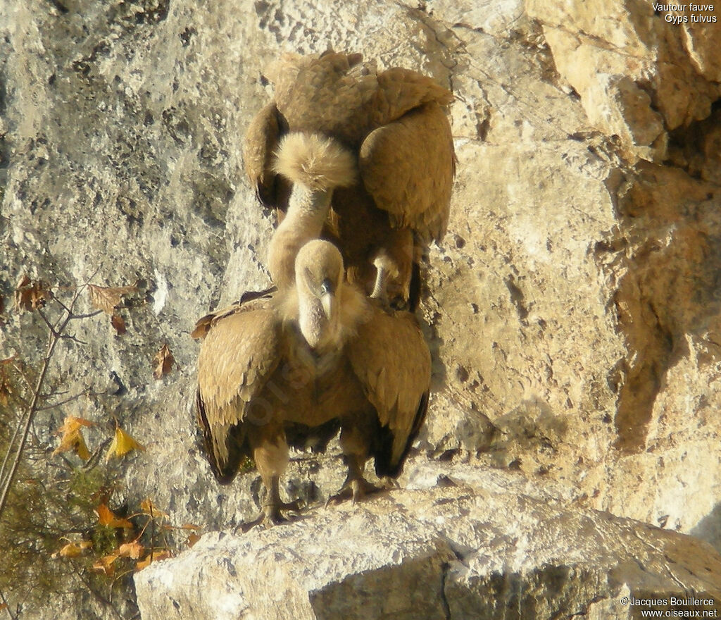 Griffon Vulture adult