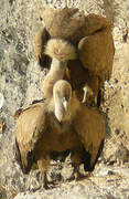 Griffon Vulture