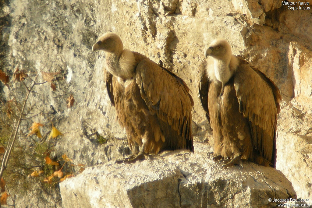 Vautour fauve adulte