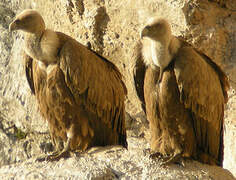 Griffon Vulture