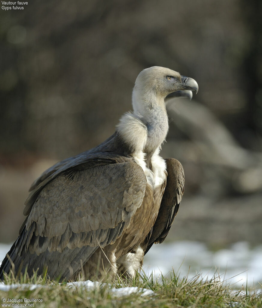 Griffon Vulture