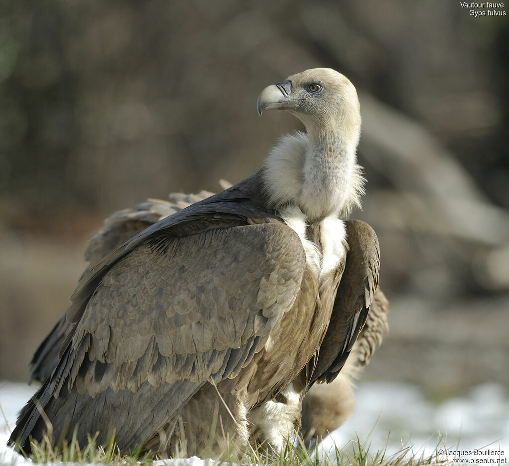 Griffon Vulture