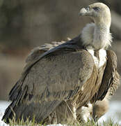 Griffon Vulture