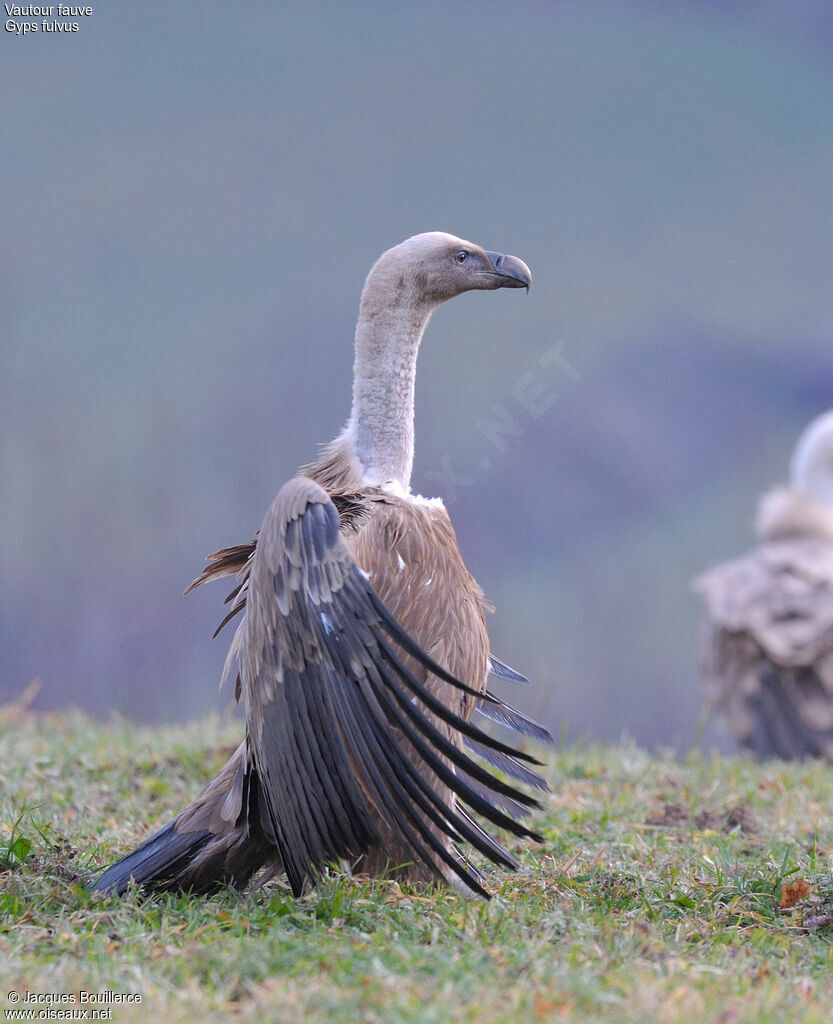 Griffon Vulture