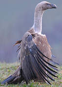 Griffon Vulture