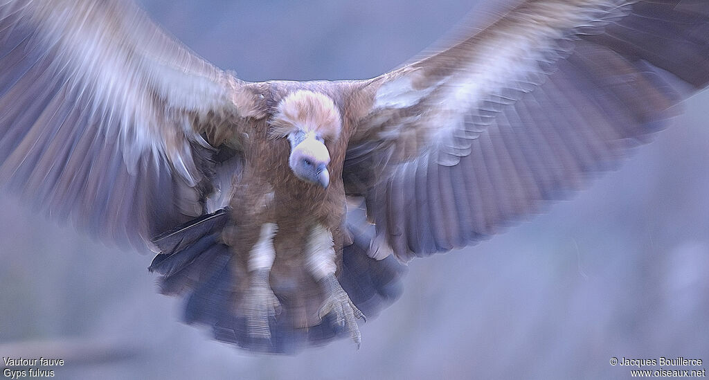 Griffon Vulture