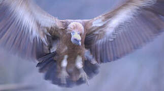 Griffon Vulture