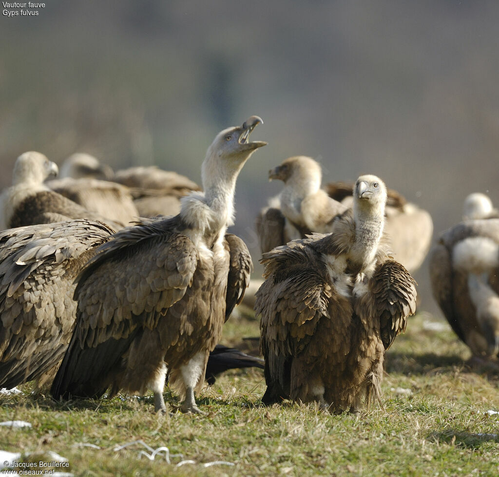 Griffon Vulture