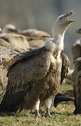 Griffon Vulture