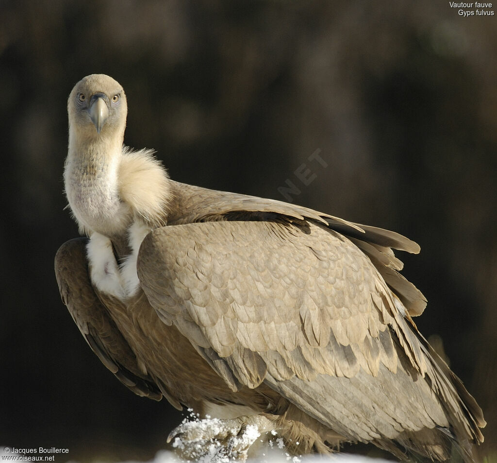 Griffon Vulture