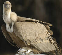 Griffon Vulture