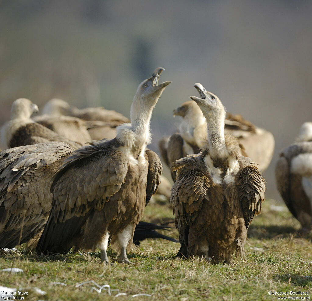 Griffon Vulture