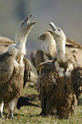 Griffon Vulture