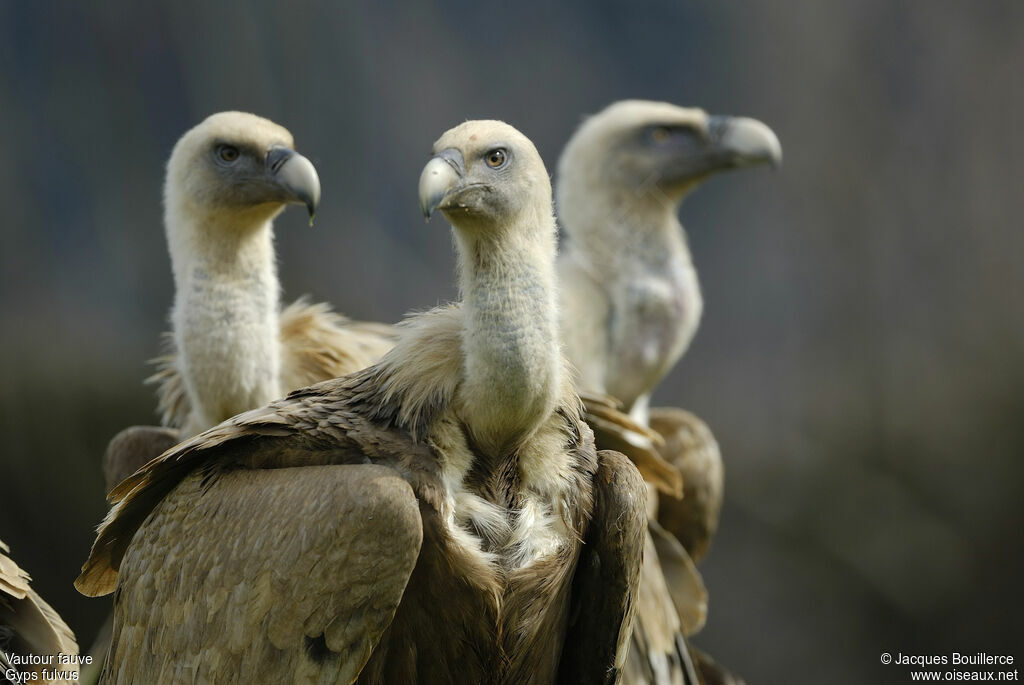 Griffon Vulture