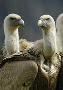 Griffon Vulture