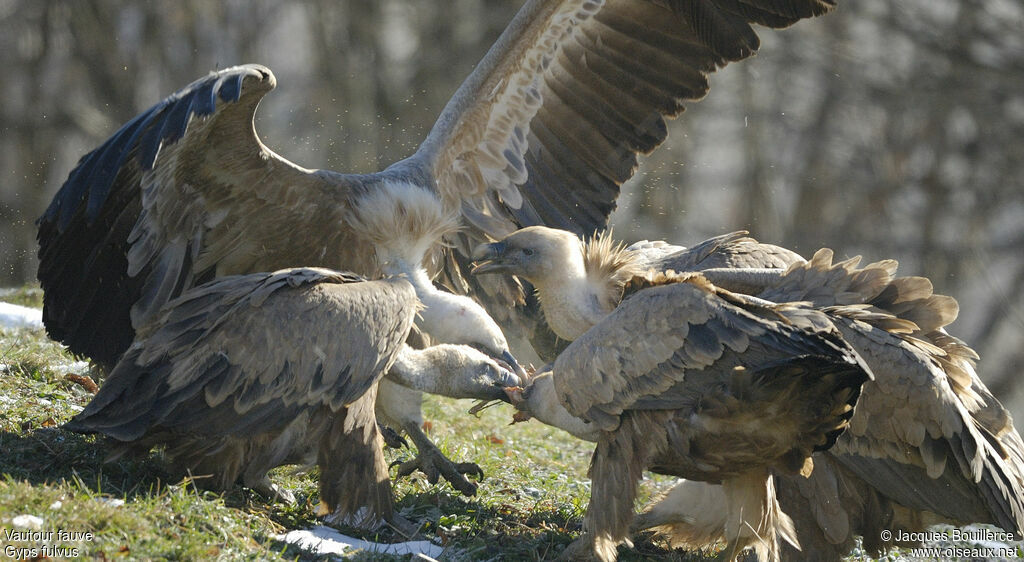 Griffon Vulture