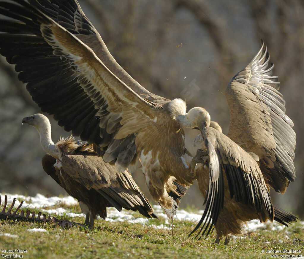 Griffon Vulture