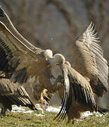 Griffon Vulture