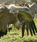 Griffon Vulture