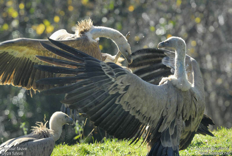 Griffon Vulture