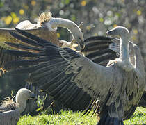 Griffon Vulture